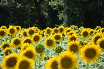 Tournesols