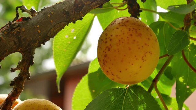 Apricots growing on an apricot tree ready for harvest