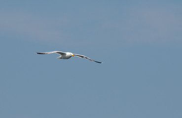 seagul in flight