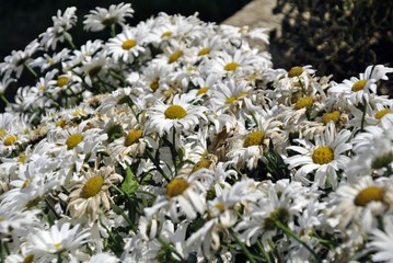 big white daisies