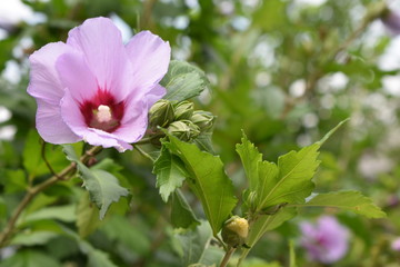 Hibiscus syriacus plant beautiful flower