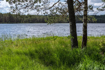 tree trunk silhouettes on the shore of the river