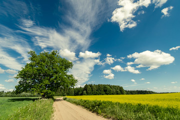 simple country road in summer