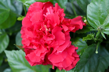 Begonia flower in the park Ramat Hanadiv, Memorial Gardens of Baron Edmond de Rothschild, Zichron Yaakov, Israel