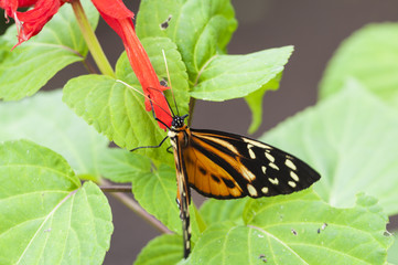 Butterfly, lepidoptera, Passion butterfly, Heliconius / Passion butterfly, Heliconius eating at a flower.