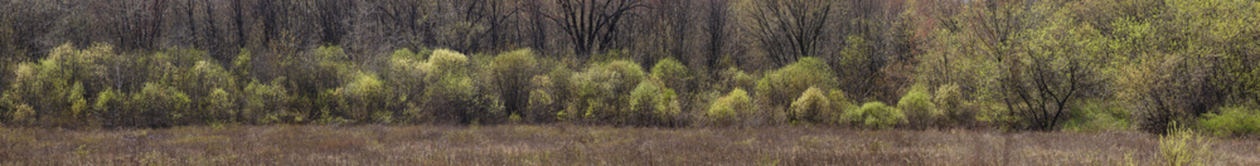 33-03 Emerging Spring Foliage Panoramic