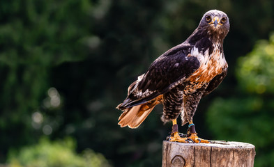 Harris Hawk