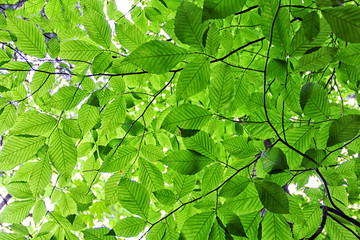 Fototapeta na wymiar green leaves in the trees