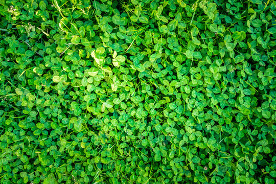 Green outdoor pattern of clover leafs from above.
