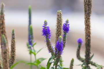 Veronica flowers purple. Wild medicinal plants. 