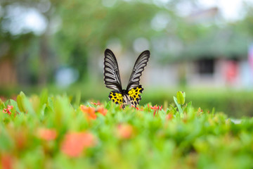 Beautiful big black yellow wing butterfly on spike flower bush