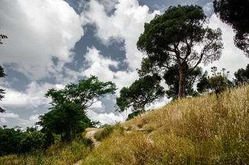Camino por el campo un d&iacute;a nublado
