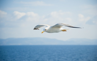 Fototapeta na wymiar Seagulls flying over the sea on a bright summer day