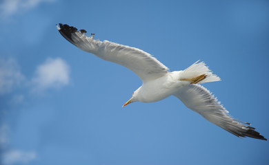 Seagulls flying over the sea on a bright summer day
