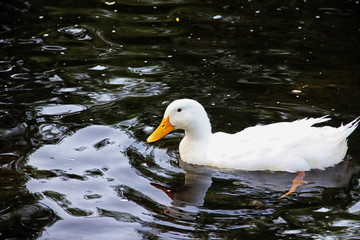 white ducks in a pond