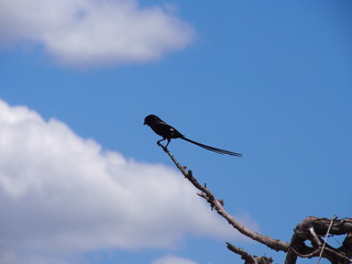 Vogel