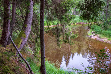 Fototapeta premium tree trunk silhouettes on the shore of the river