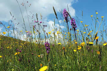 Blumenwiese in den Schweizer Alpen