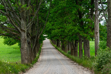 simple country road in summer