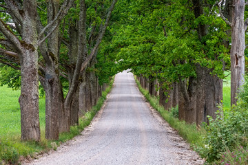 Fototapeta na wymiar simple country road in summer