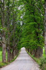 Obraz premium simple country road in summer