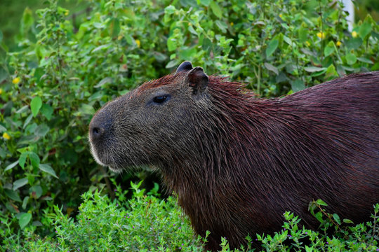 capybara