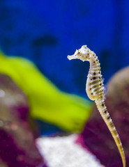 seahorse Hippocampus swimming sea Horse