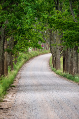 simple country road in summer