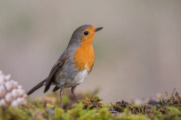 European robin (Erithacus rubecula), Andalusia, Spain