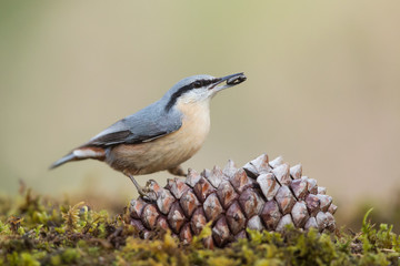 Eurasian nuthatch in the forest (Sitta europaea), Andalusia, Spain
