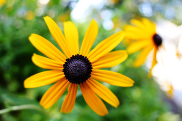 center of a brown eyed Susan