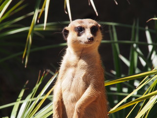 Erdmännchen