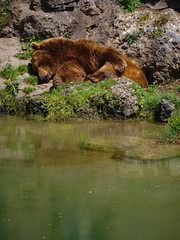 Obraz na płótnie Canvas Bär schlafend am Wasser