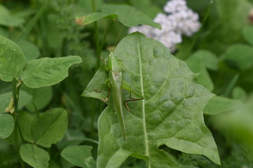 green grasshopper on green plant