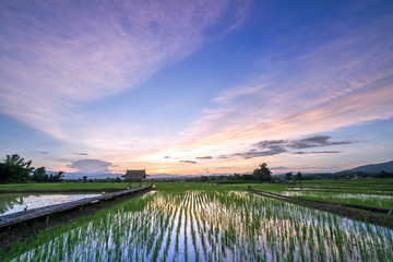 Fototapeta na wymiar Green rice fild with evening sky
