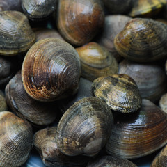 Fresh clams, seafood at the market. Background, selected focus, close up