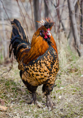 Red rooster in the Meadow