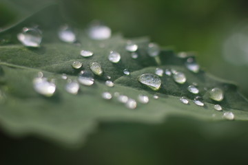 water drops on green leaf