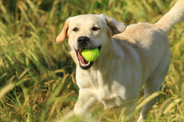 Blonder Labrador mit Ball im Kornfeld