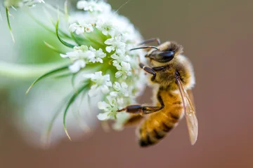 Foto auf Acrylglas Tieren Honigbiene Makro weiße Blume