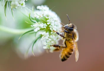 Papier Peint photo Abeille abeille macro fleur blanche