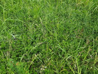 Green grass texture background 