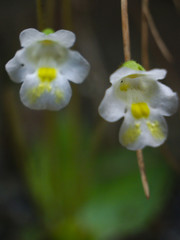 Fototapeta na wymiar Weiße Blüte