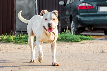 The white dog pitbull running along the road near the car_