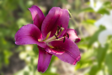 Bud of a purple lily close-up