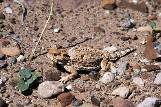 Desert Short Horned Lizard