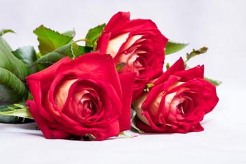 Bouquet of red roses to greet the newlyweds on the wedding day. A gift for a lovely girl_