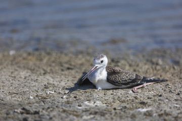 Wounded stilt in the lagoon