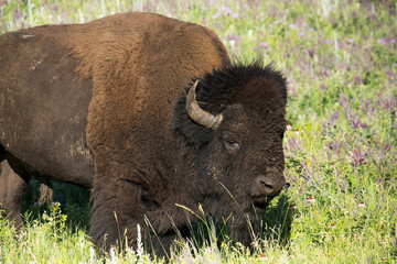 Bison "American Buffalo"