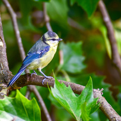 Blaumeise auf einem Ast
